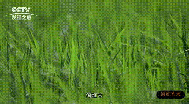 壁纸 草 成片种植 风景 绿色 植物 种植基地 桌面 636_350 gif 动态图
